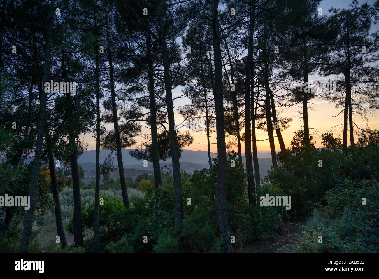 Alberi in un campo, Tarouca, Distretto di Viseu, Valle del Douro, Portogallo Foto Stock