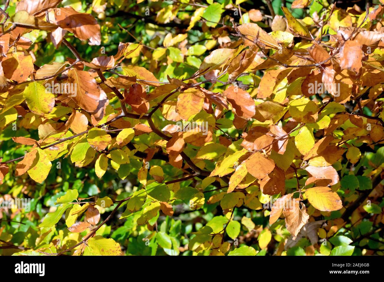 In autunno le foglie di faggio (Fagus sylvatica), come cambiano colore dal verde al giallo e al marrone. Foto Stock