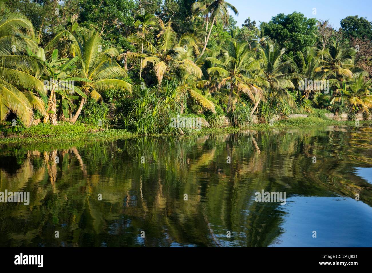Le palme sulle lagune del Kerala, India Foto Stock