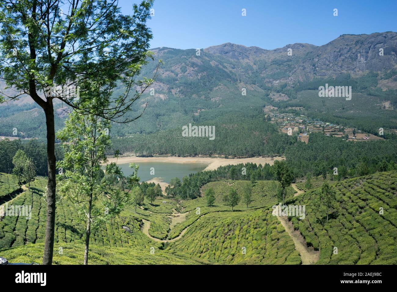 Munnar piantagioni di tè, Kerala, India Foto Stock