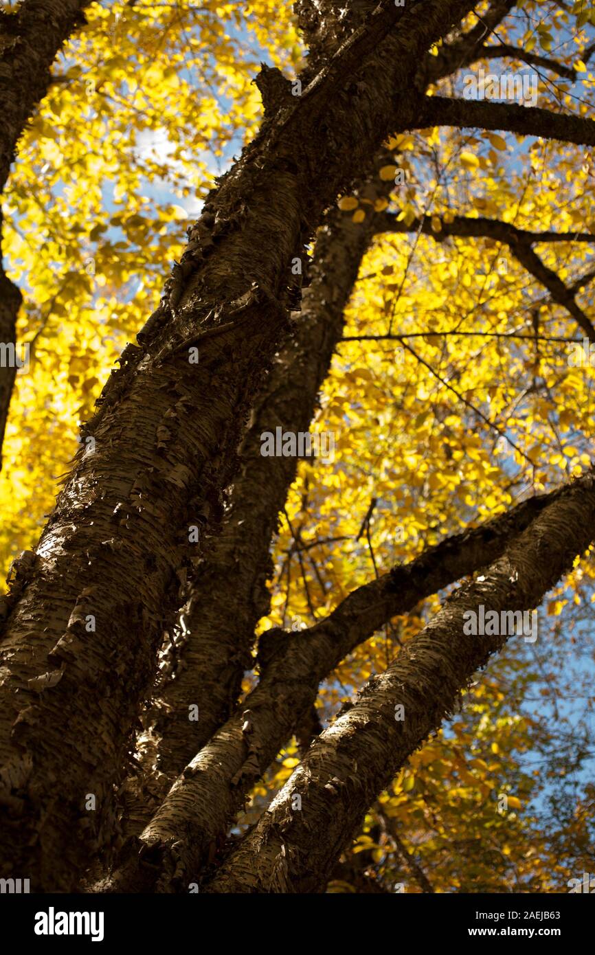 Guardando verso l'alto un bel giallo betulla per l'autunno. Foto Stock