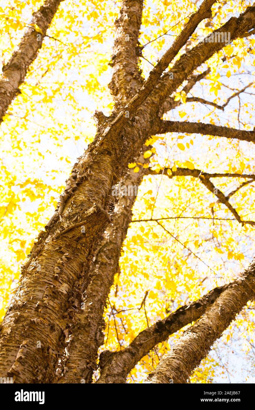 Guardando verso l'alto un bel giallo betulla per l'autunno. Foto Stock