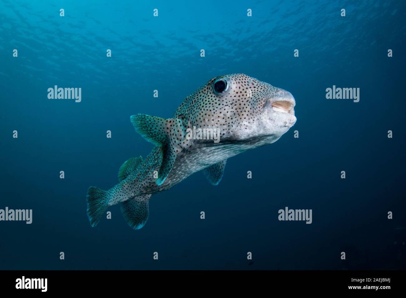 Una macchia di pinna di pesce istrice - Diodon hystrix - nuota sulla barriera corallina in acque blu. Prese nel Parco Nazionale di Komodo, Indonesia Foto Stock