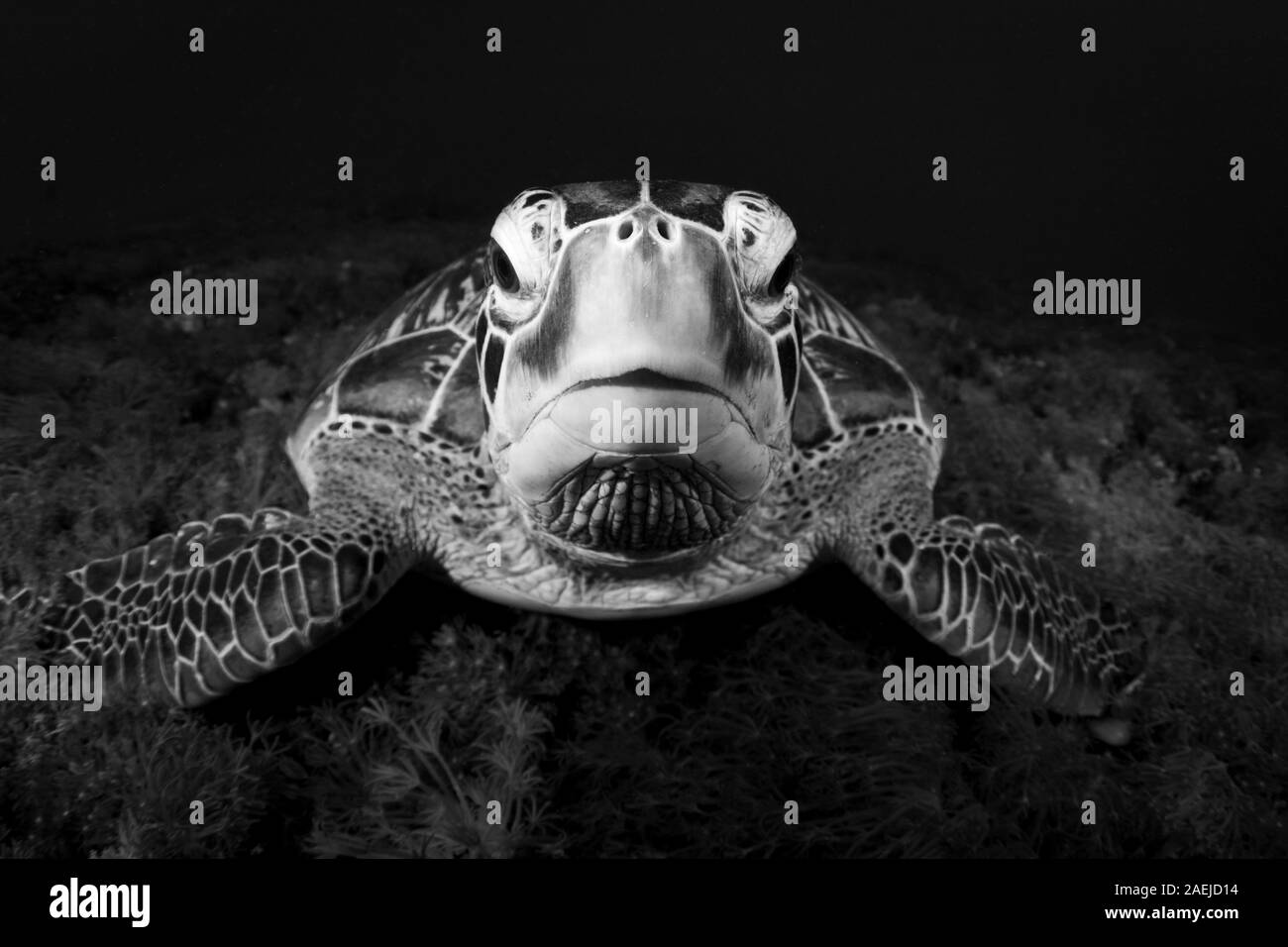 Una tartaruga verde bellissimo e in pericolo di estinzione tartarughe verdi - Chelonia Mydas - si rifugiano nelle calde acque di Komodo National Marine Park in Indonesia. Foto Stock