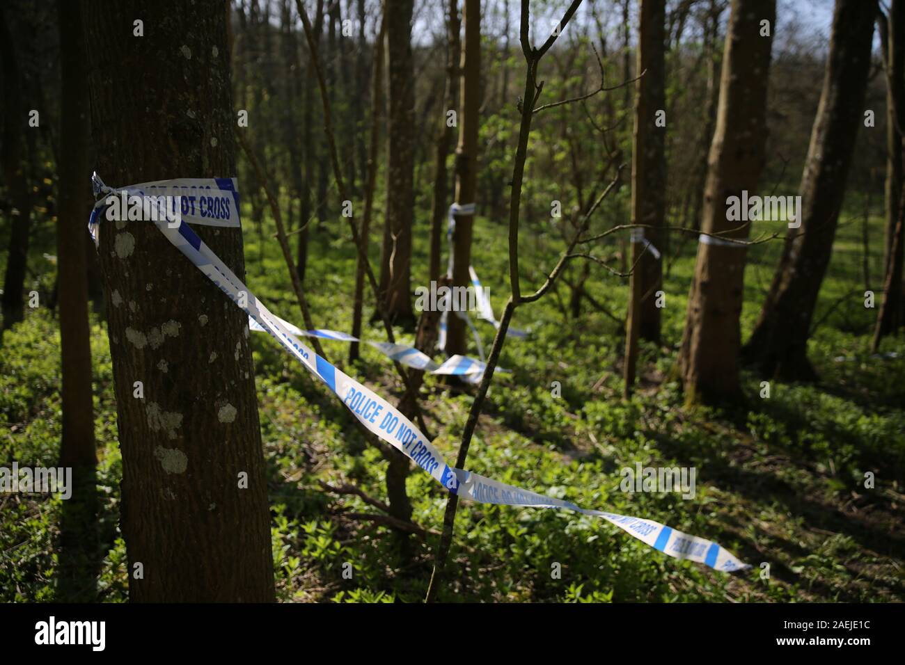 Scena del crimine, tomba poco profonda con fiori nel bosco Foto Stock