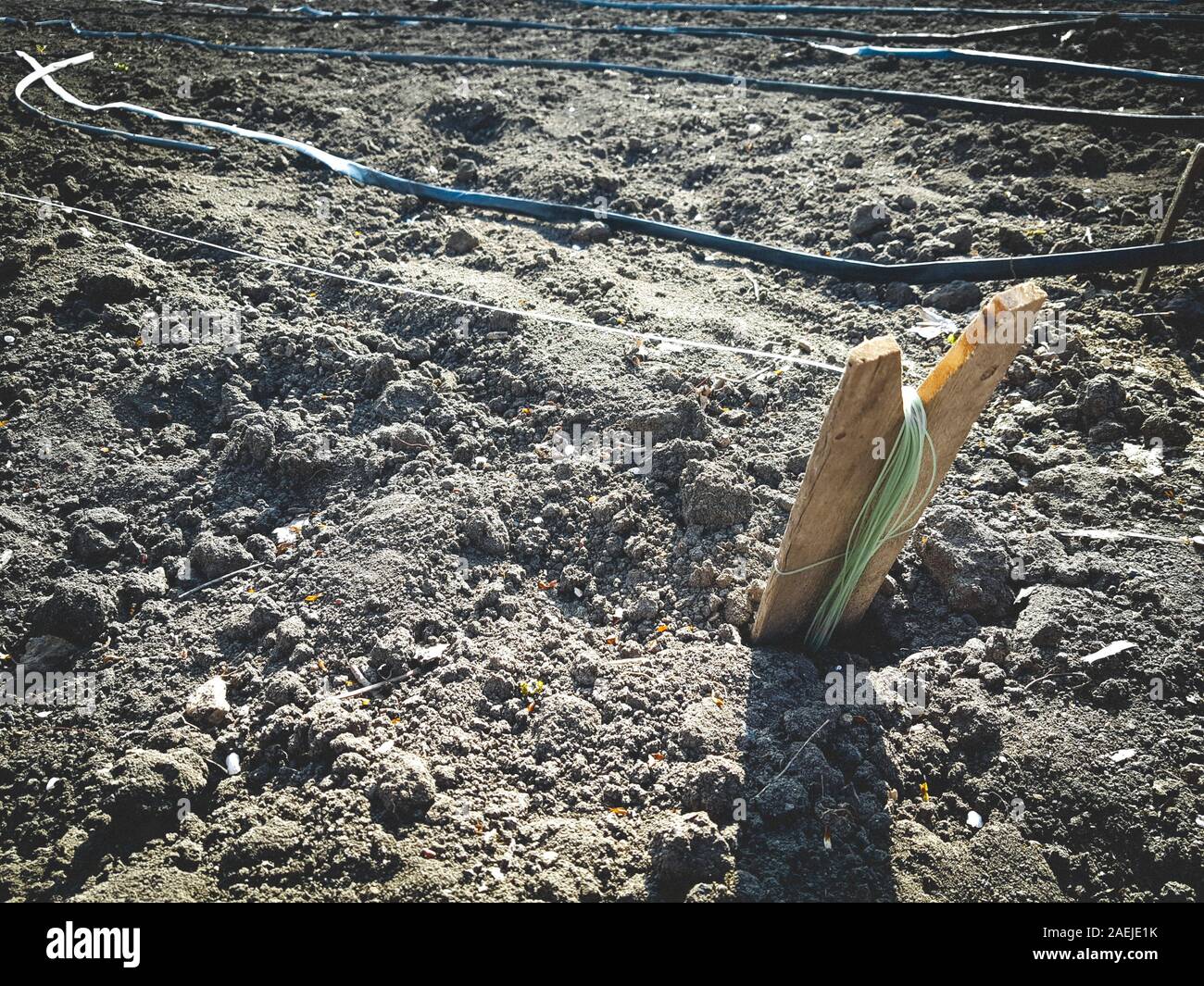 Del terreno fresco con un picchetto in legno e linea di pesca, tubi per irrigazione in righe nel giardino. Foto Stock