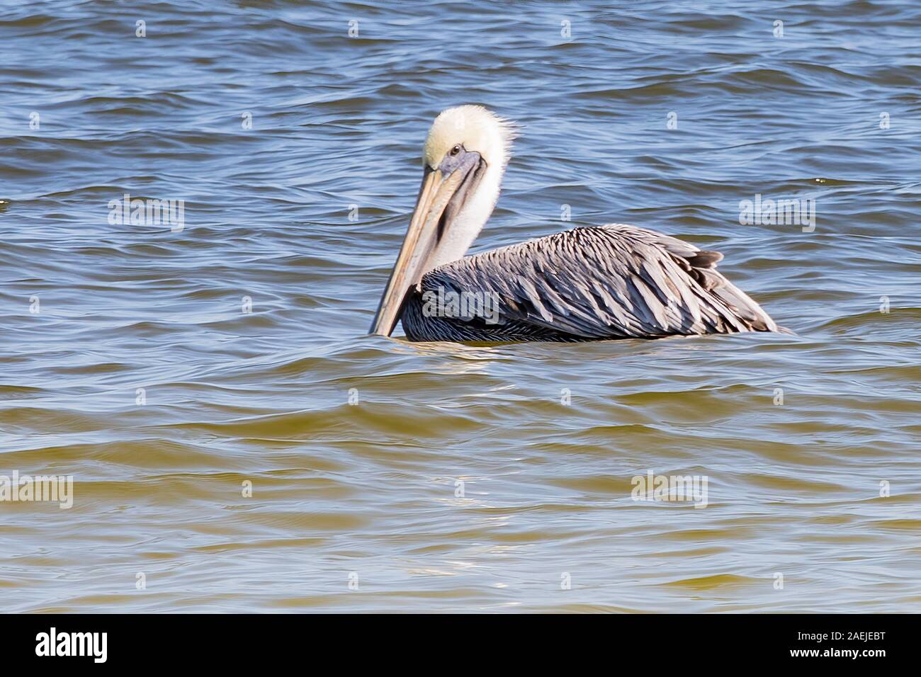 Brown Pelican scorrevolezza nel Golfo del Messico acque Foto Stock