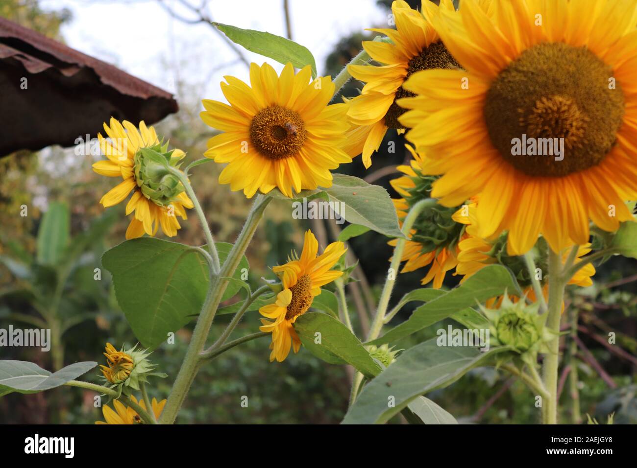 Bei fiori gialli Foto Stock