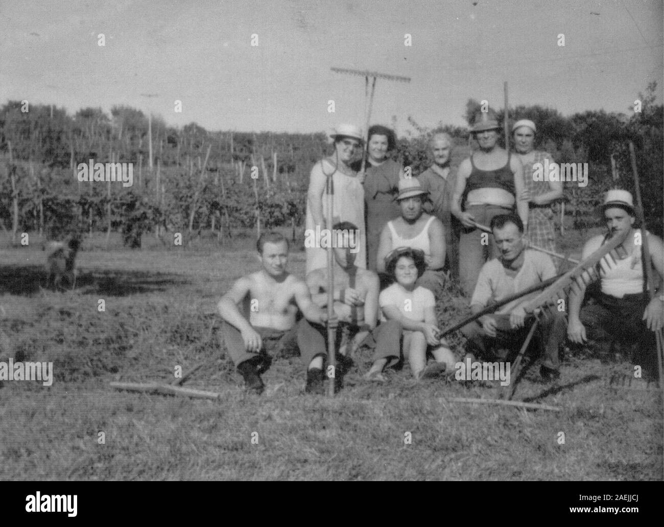 Foto contadino di 1960: Italia settentrionale, fieno raccolto realizzato da tutta la comunità delle township Foto Stock