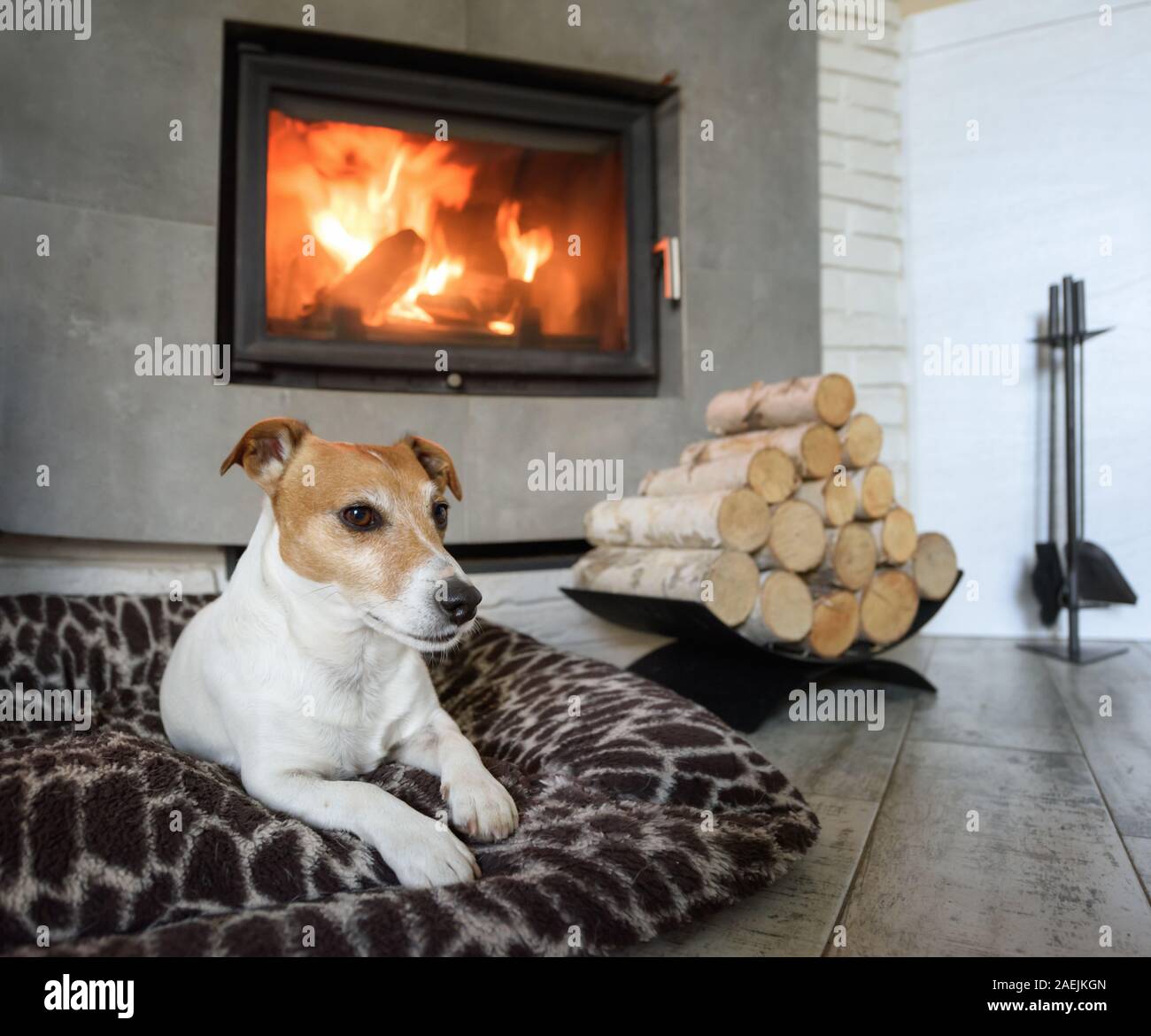 Jack Russel terrier di dormire su un tappeto bianco vicino al fuoco che arde nel caminetto. Cane di appoggio. Concetto di Hygge Foto Stock