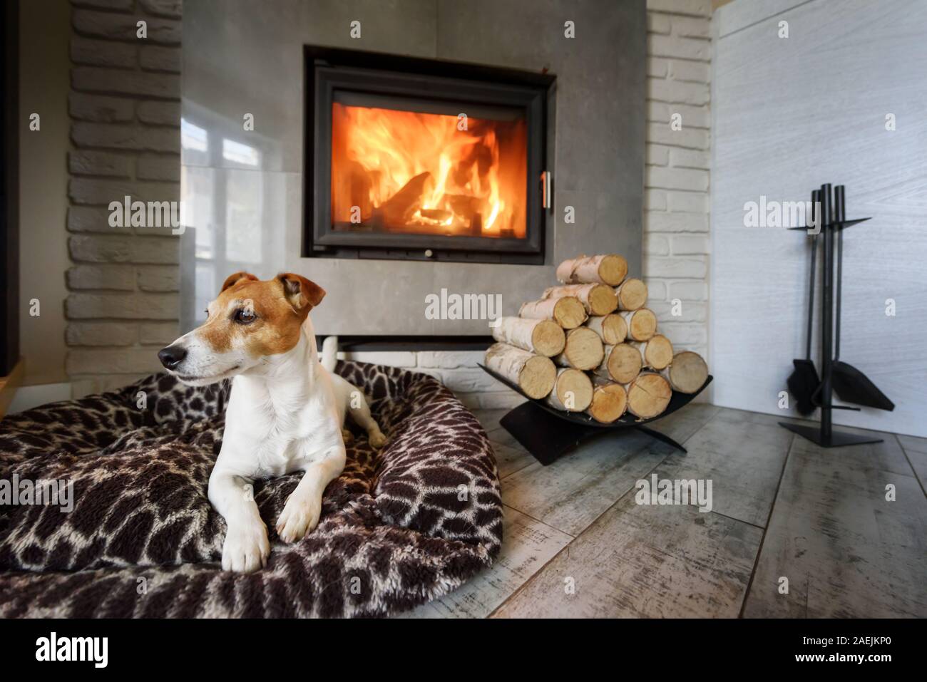 Jack Russel terrier di dormire su un tappeto bianco vicino al fuoco che arde nel caminetto. Cane di appoggio. Concetto di Hygge Foto Stock
