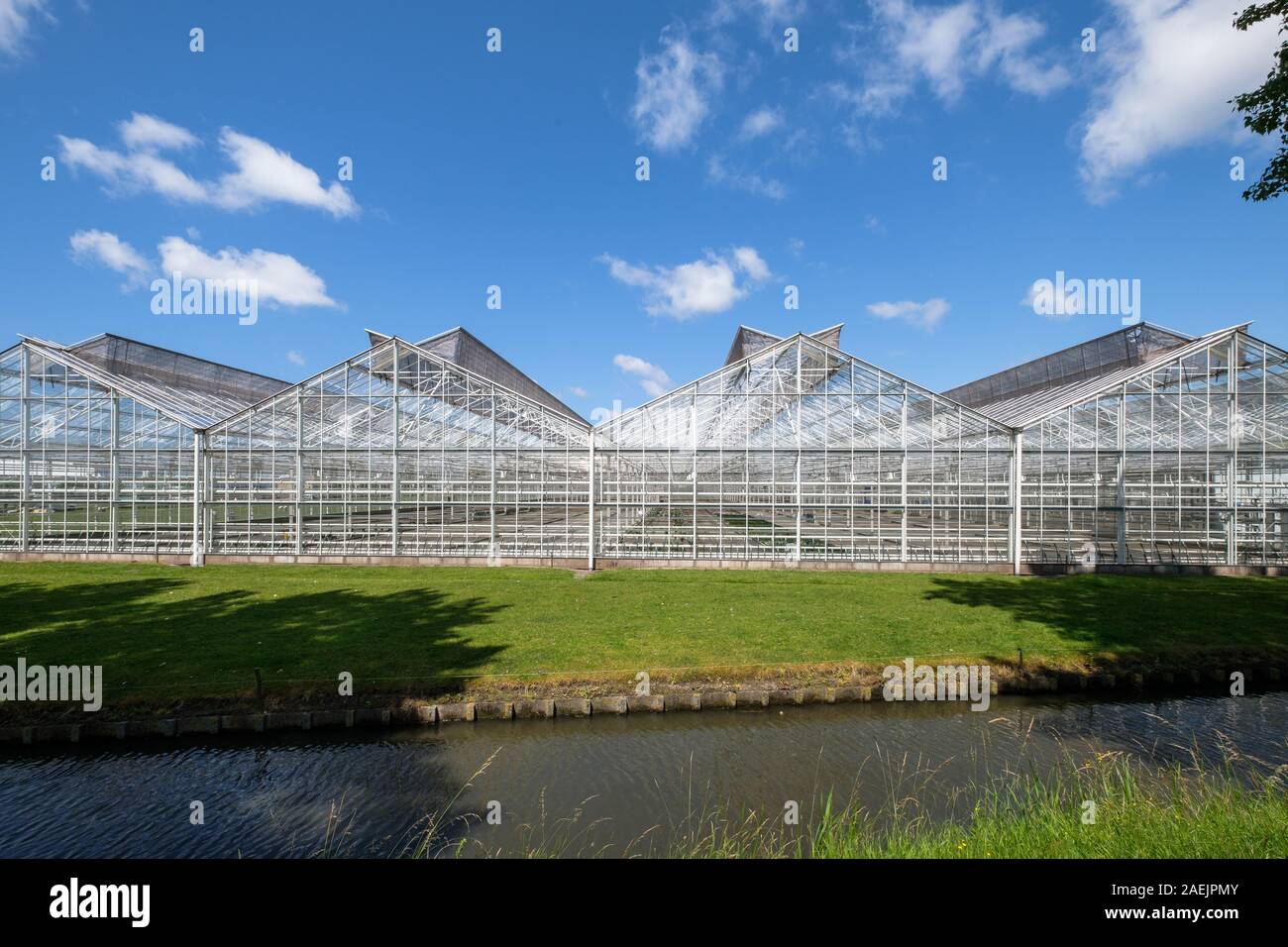 Vetro commerciale serra in Westland, Paesi Bassi. Westland è una regione nella parte occidentale del paese. High Tech impianti di produzione per Foto Stock
