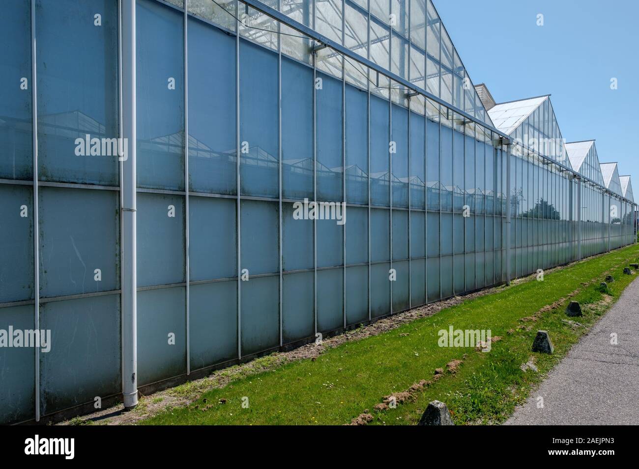 Vetro commerciale serra in Westland, Paesi Bassi. Westland è una regione nella parte occidentale del paese. High Tech impianti di produzione per Foto Stock