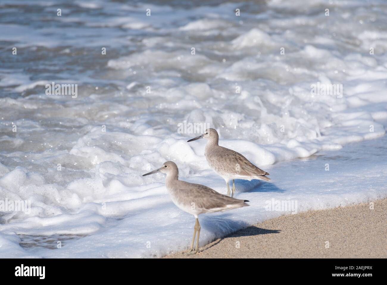 Due comuni Sandpipers guadare in mare su una spiaggia in Messico. Foto Stock