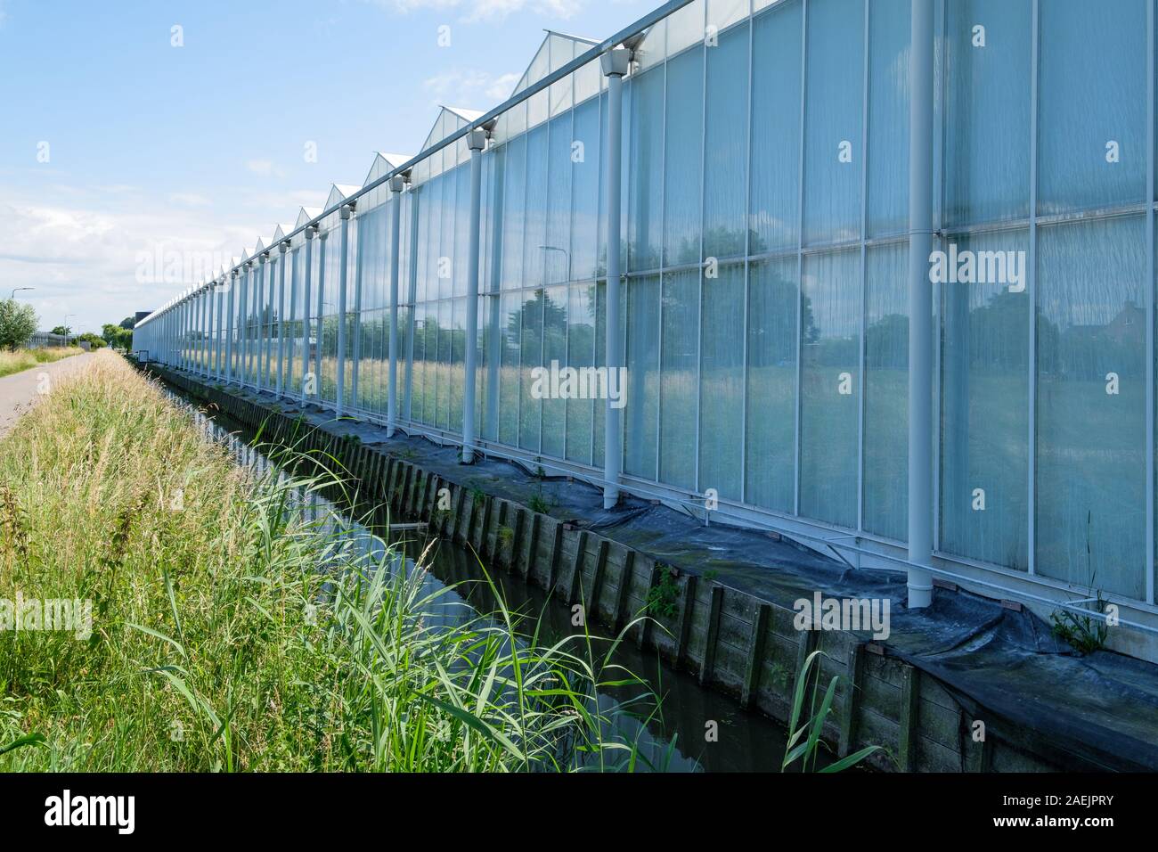 Vetro commerciale serra in Westland, Paesi Bassi. Westland è una regione nella parte occidentale del paese. High Tech impianti di produzione per Foto Stock