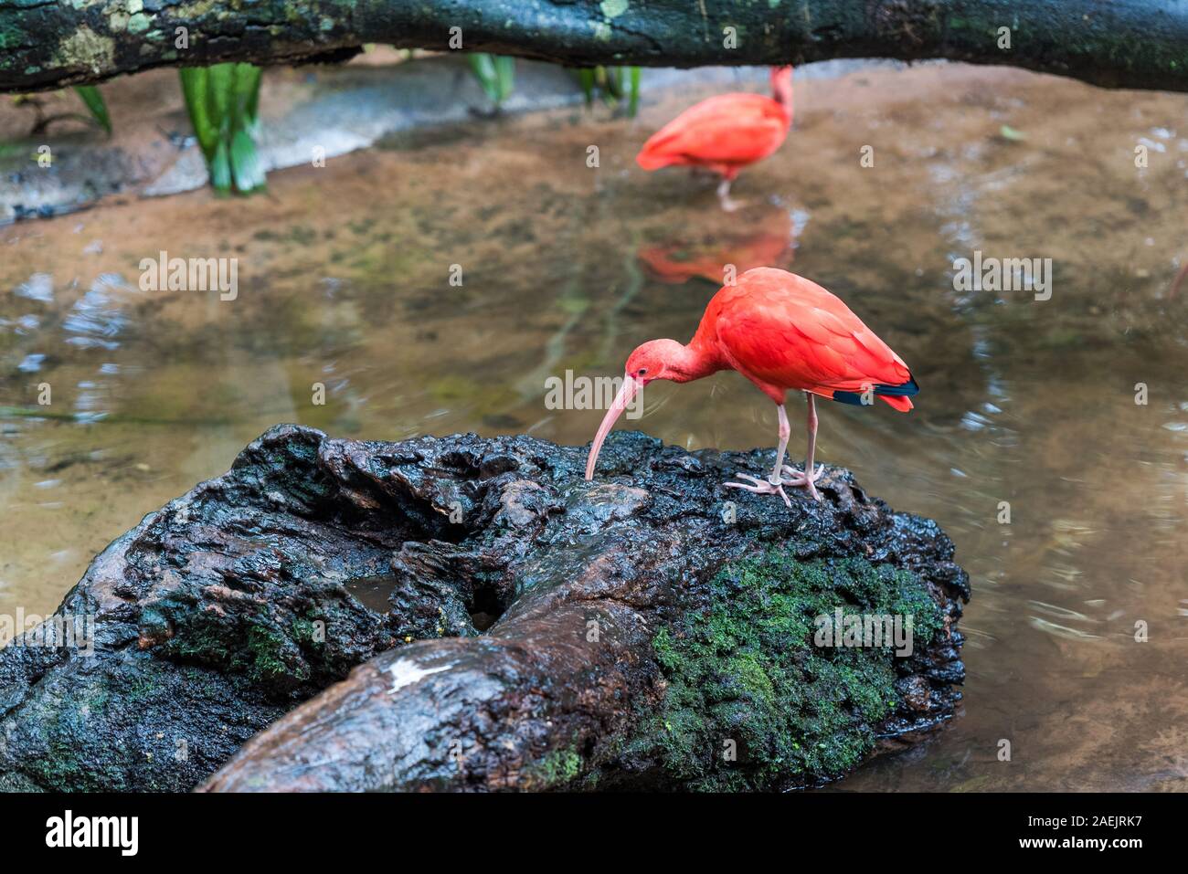 Scarlet Ibis-uccello rosso, Brasil Foz do Iguazu. Con il fuoco selettivo Foto Stock