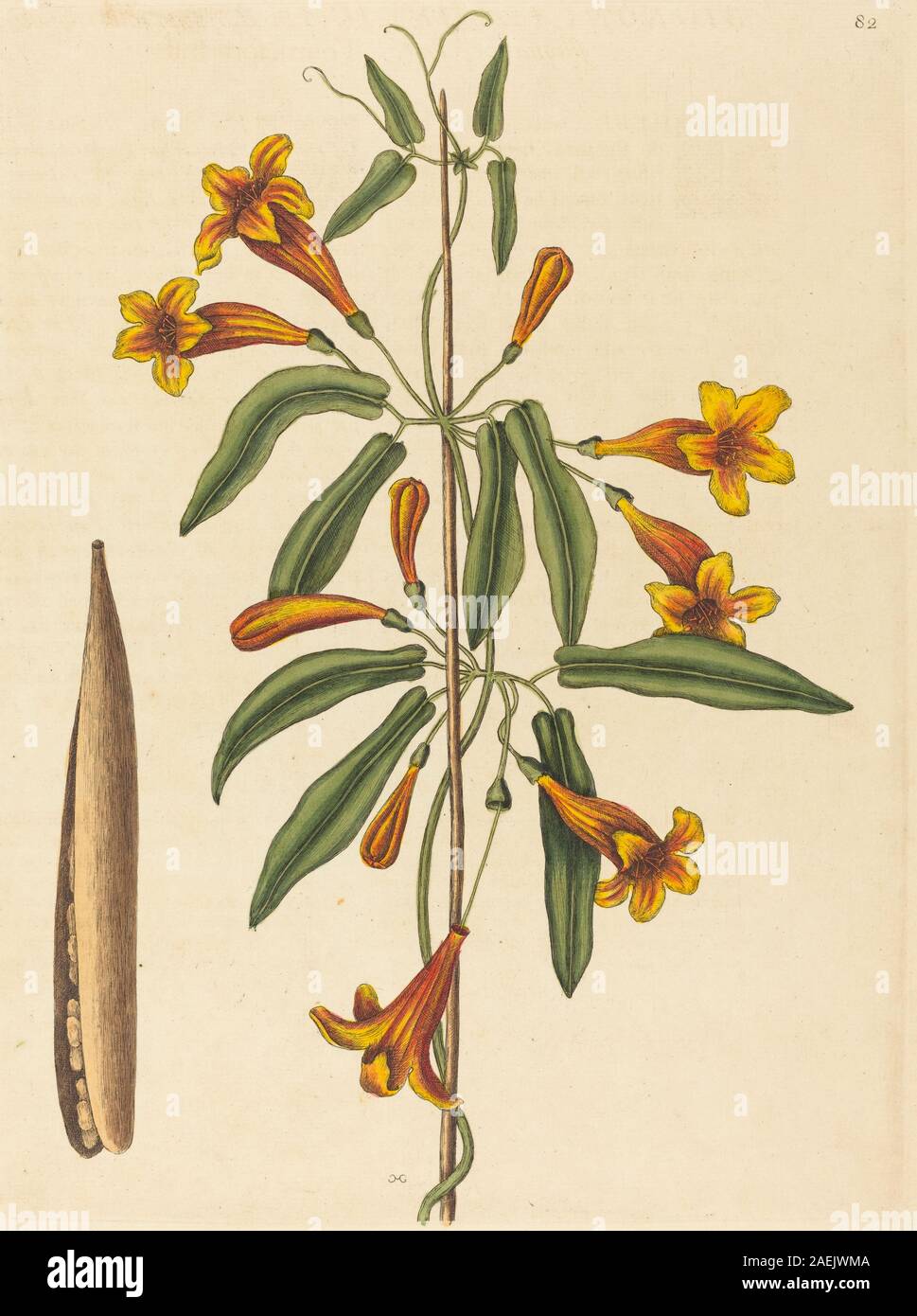 Un'illustrazione di storia naturale di Mark Catesby pubblicata nel 1754 raffigurante la vite a croce (Bignonia capreolata), che mostra la struttura fiorita, le foglie, i tendini, il gambo, e habitat naturale, tipico delle stampe botaniche del xviii secolo. Foto Stock