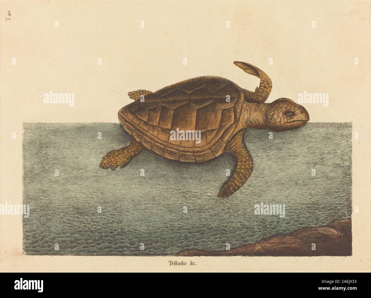 L'illustrazione di Mark Catesby della tartaruga testa di Logger (Testudo Cavanna), pubblicata tra il 1731 e il 1743, raffigura il guscio, la testa, gli arti e la postura naturale della specie con accuratezza scientifica, contribuendo alla prima documentazione di storia naturale. Foto Stock