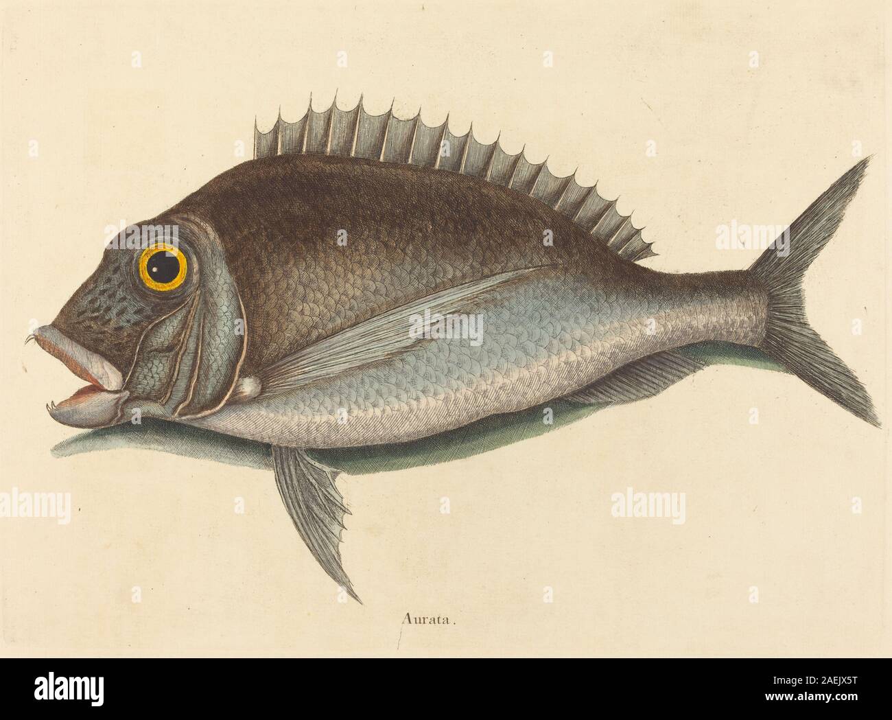 Illustrazione del pesce Rosa, Sparus chrysops, che mostra le sue caratteristiche fisiche, tra cui forma del corpo, pinne e scaglie. Pubblicato nel 1754 come parte del lavoro di storia naturale di Mark Catesby. Foto Stock