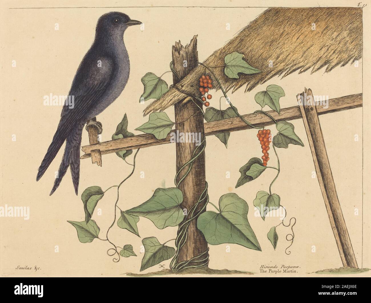 Illustrazione "The Purple Martin" (Hirundo purpurea) di Mark Catesby, pubblicata nel 1731-1743, che mostra caratteristiche anatomiche, piumaggio, becco, comportamento naturalistico e habitat dell'uccello nel contesto della storia naturale. Foto Stock