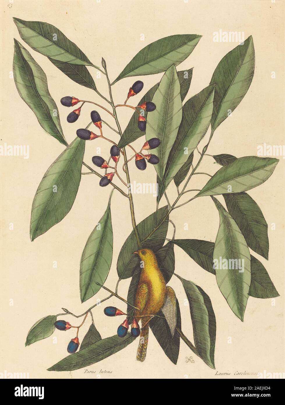 Un'illustrazione di storia naturale di Mark Catesby pubblicata nel 1754 raffigurante il Tittopo giallo (Motacilla trochilus), che mostra corpo, ali, becco, piume, habitat e stile di illustrazione scientifica del xviii secolo. Foto Stock