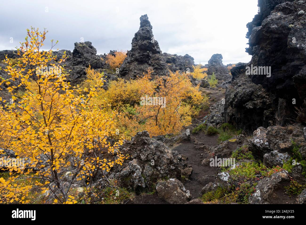 Impianti di giallo e recedono alberi e scure rocce vulcaniche, Myvatn, Islanda Foto Stock