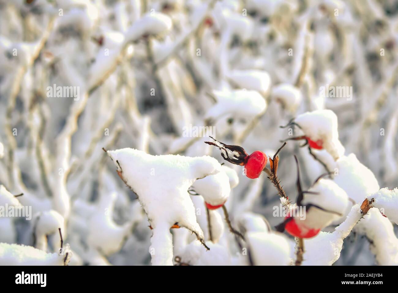 Rosso Secco di bacche di rosa canina ricoperti di bianco neve soffice. Foto Stock