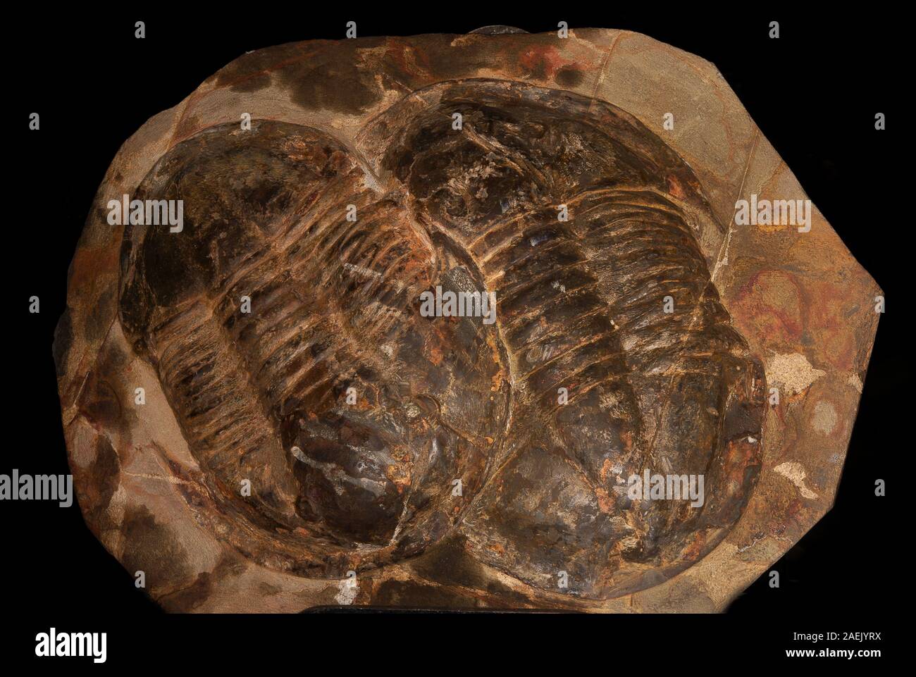 Asaphus trilobata sp., a sud del Marocco, Africa, Devoniano Foto Stock