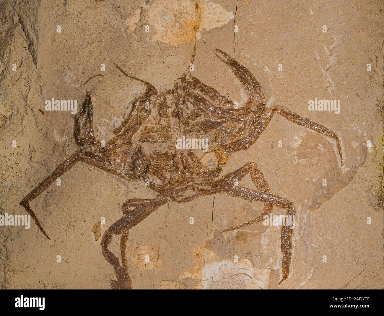 Il granchio fossile, Orithopsis hadjoullae, Cretaceus, Libano Foto Stock