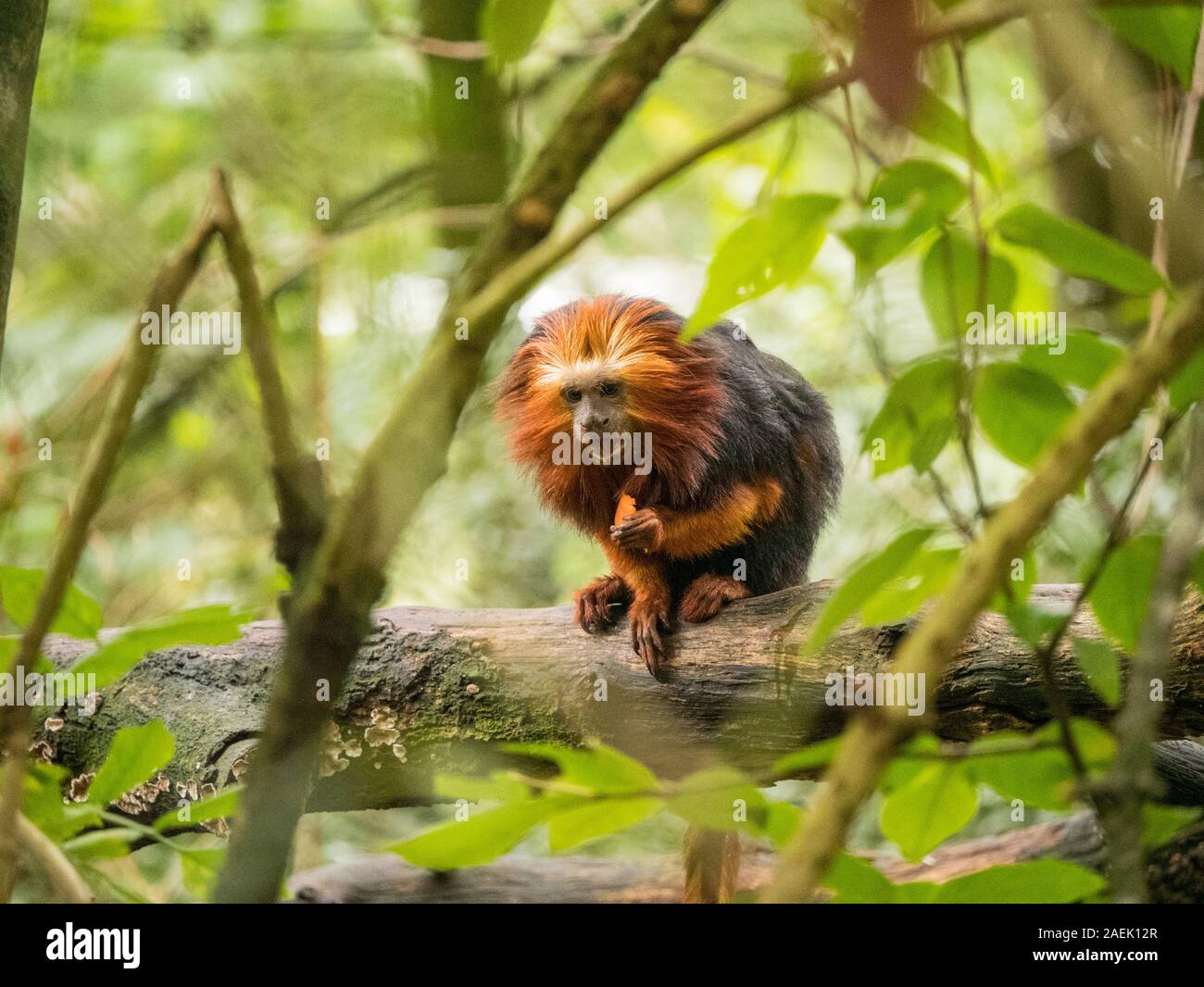 Un Golden-headed Lion Tamarin mangiare cibo in alberi all'Apenheul nei Paesi Bassi. Foto Stock