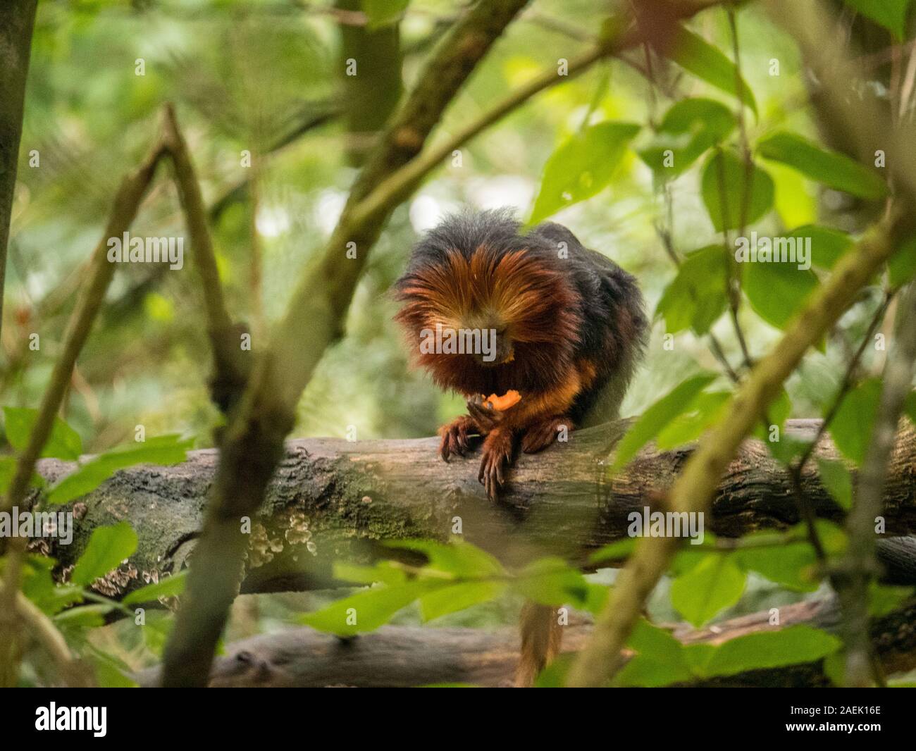 Un Golden-headed Lion Tamarin mangiare cibo in alberi all'Apenheul nei Paesi Bassi. Foto Stock