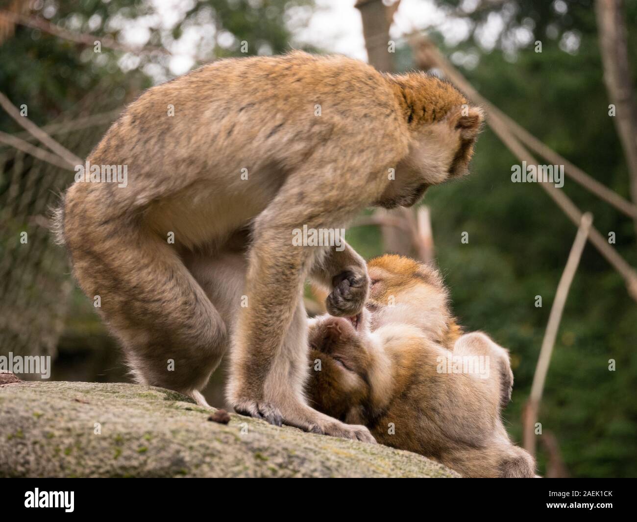 Barberia macachi toelettatura ogni altro su una roccia nel Apenheul nei Paesi Bassi. Foto Stock