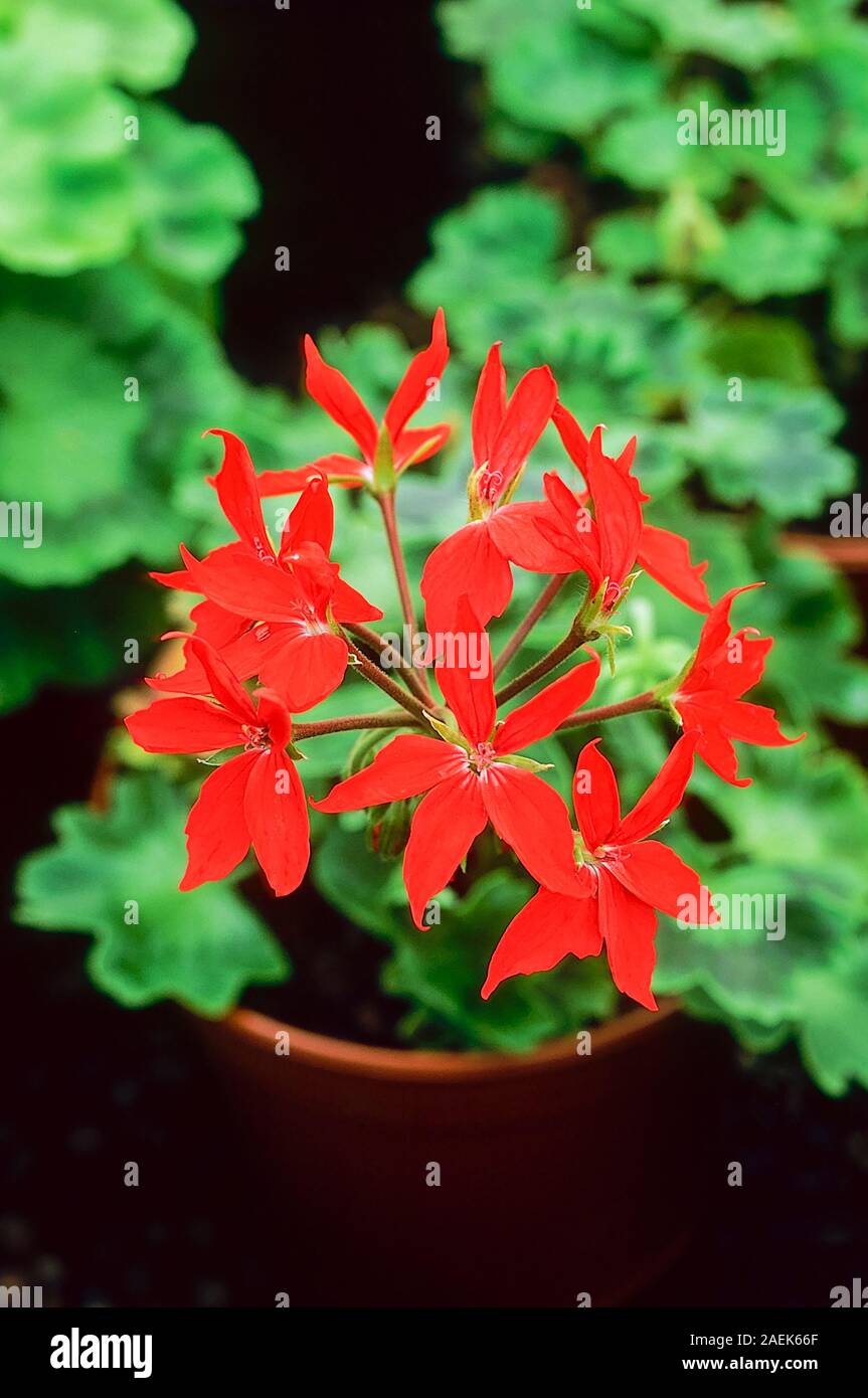Pelargonium Startel rosso. Un pelargonium zonale del gruppo stellare che ha solo fiori di colore rosso è un sempreverde perenne ed è offerta dal gelo. Foto Stock