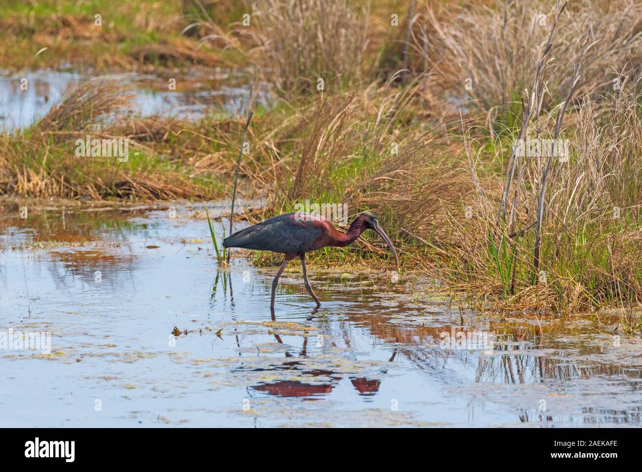 Ibis lucido in una zona umida stagno in Chinoteague National Wildlife Refuge in Virginia Foto Stock