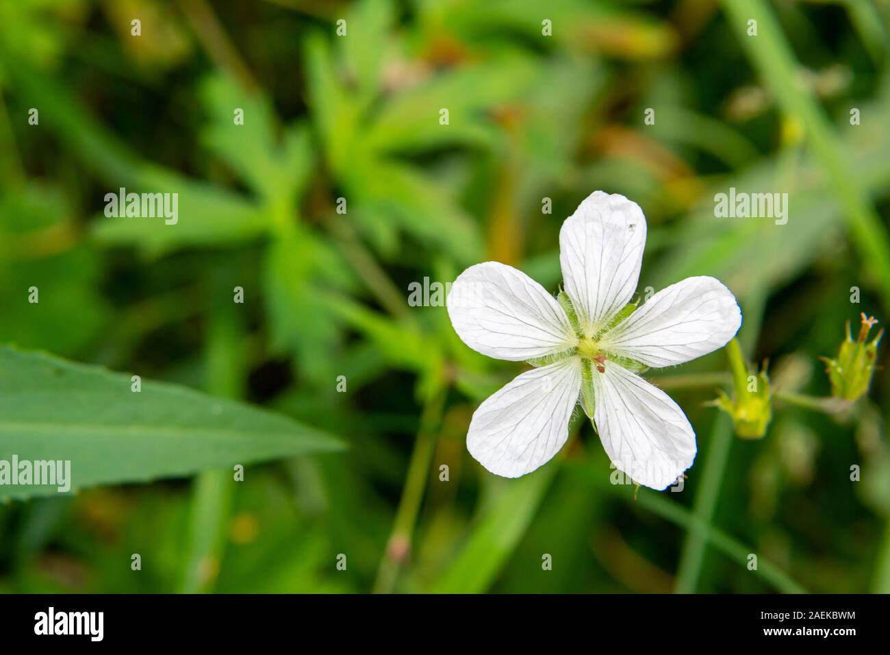 Bianchi delicati fiori selvatici con verdognoli di rosa sui petali e foglie verdi. Foto Stock