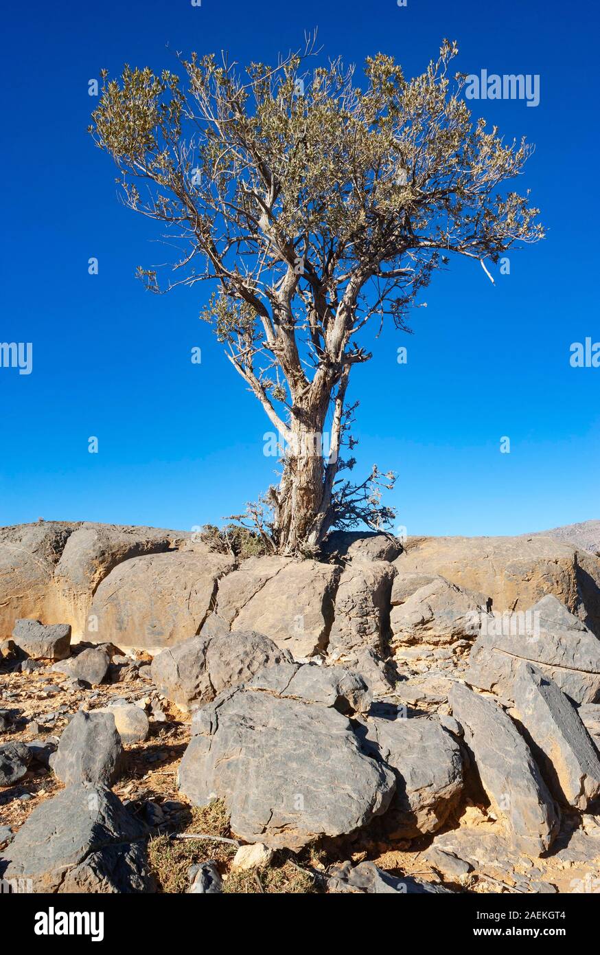 Khejri tree (Prosopis cineraria) tra rocce, altopiano, Hadschar montagne, provincia Ad Dakhiliyah, Oman Foto Stock