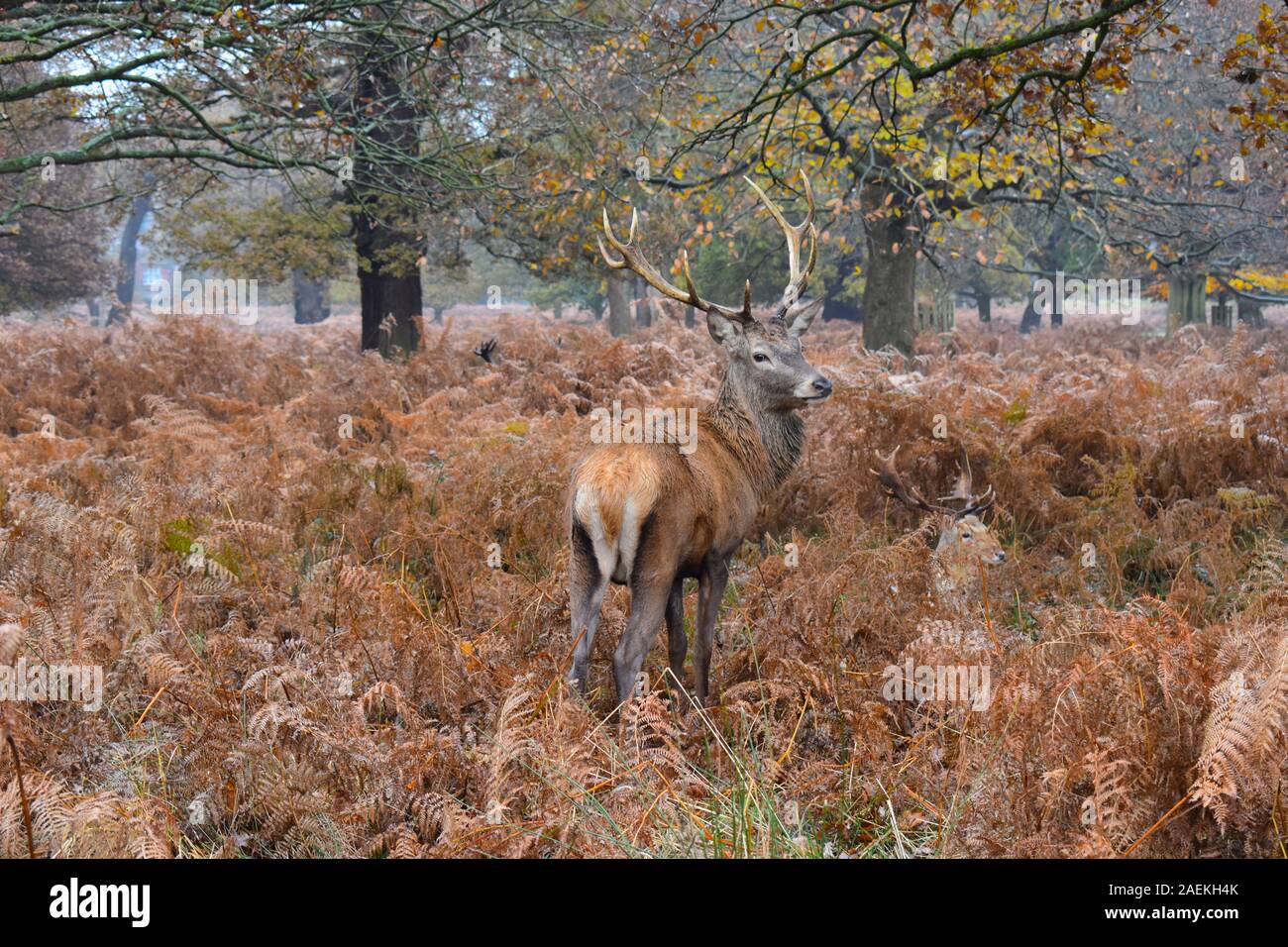 Il caratteristico cervo rosso arrugginito in estate si trasforma in un cappotto invernale marrone la stagione di allevamento o la rovina si verifica dalla fine di settembre a novembre Foto Stock