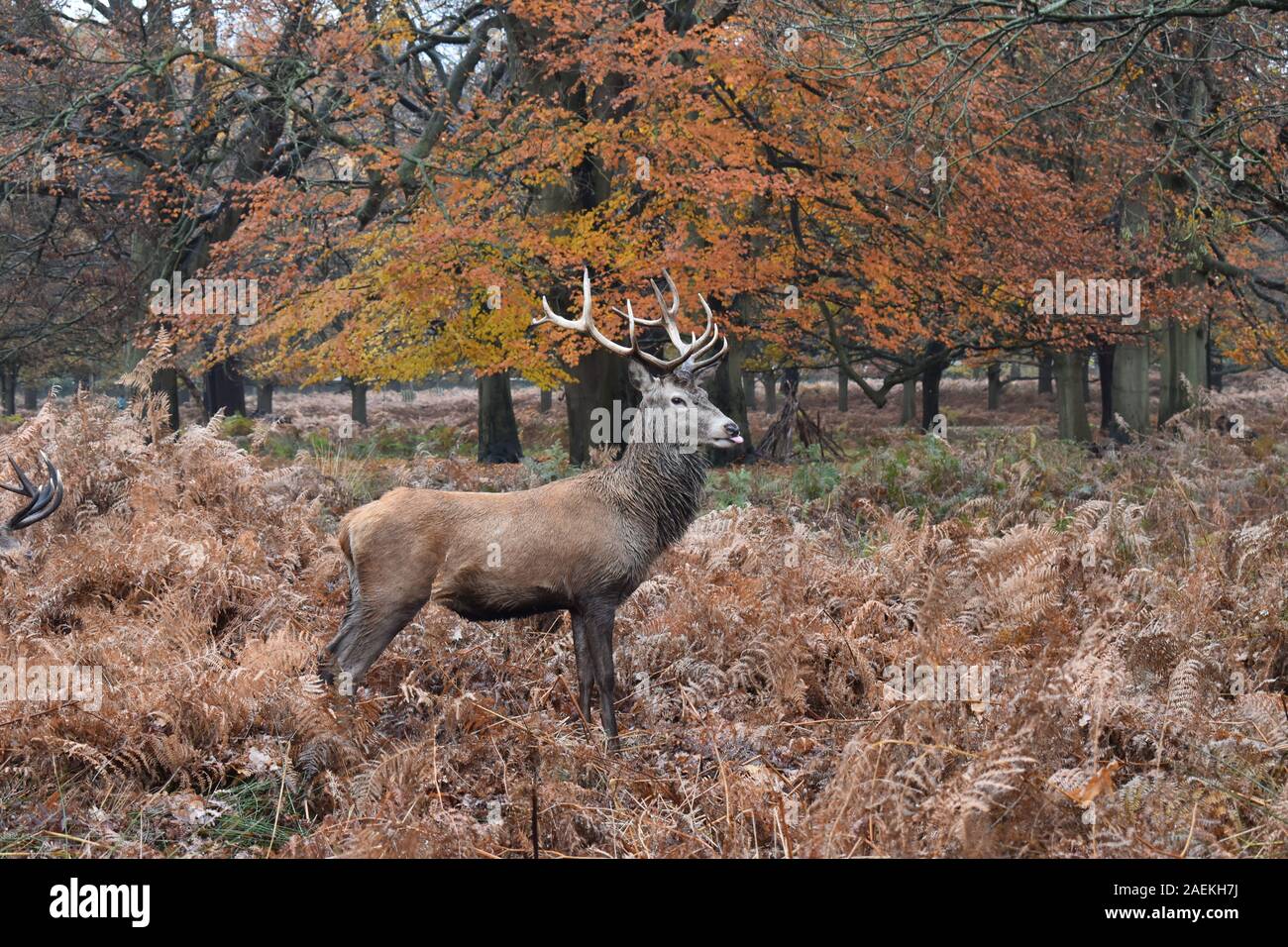 Cervo rosso Cervus elafus in animali selvatici imprevedibili che vagano liberamente nel parco di Richmond. Le formiche degli stags sono la caratteristica più distintiva della specie Foto Stock