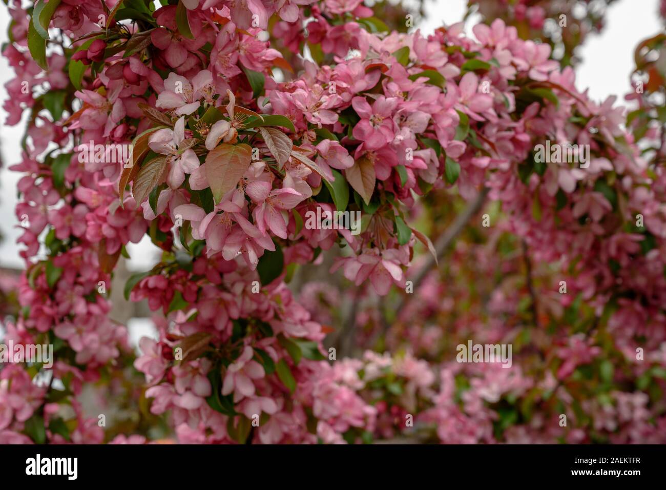 Rami di Crabapple Tree con boccioli rosa che fiorisce in primavera Foto Stock
