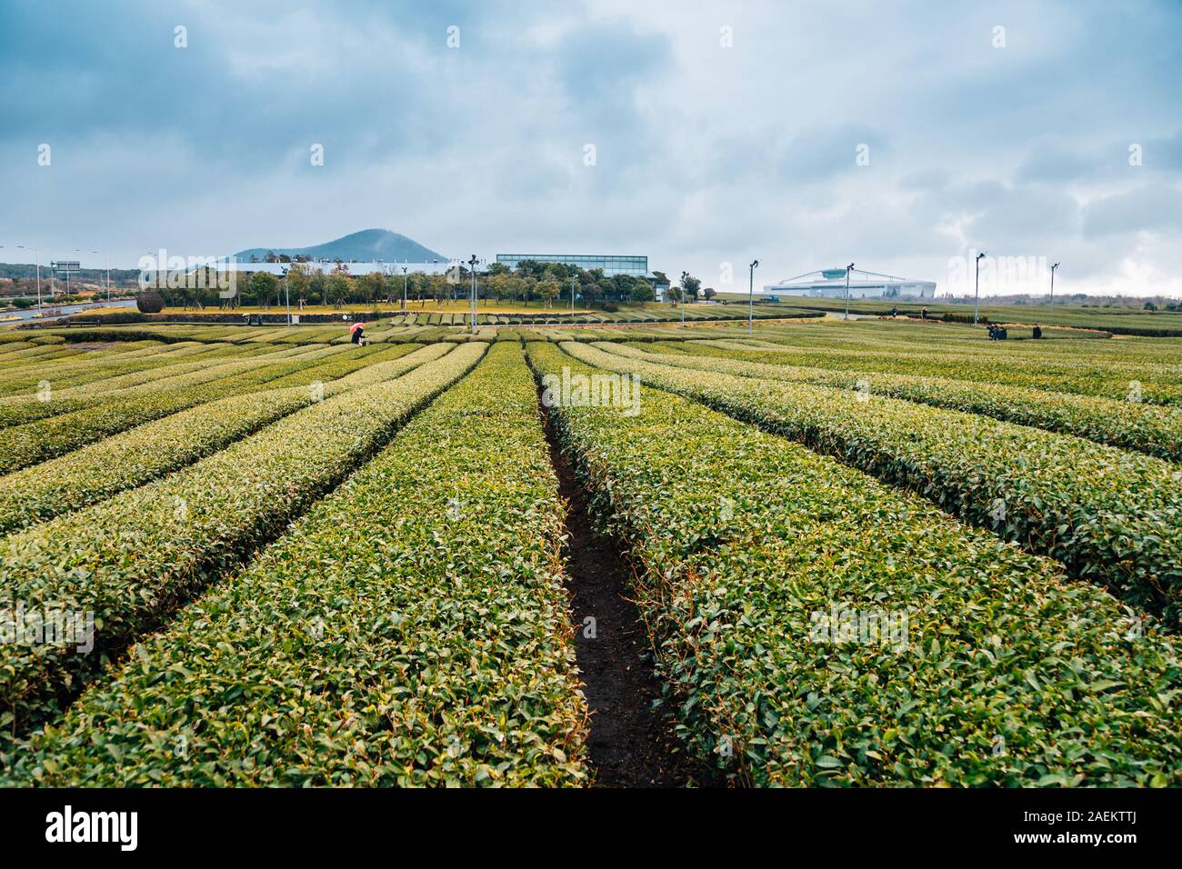 Osulloc tè verde nel campo dell'Isola di Jeju, Corea Foto Stock