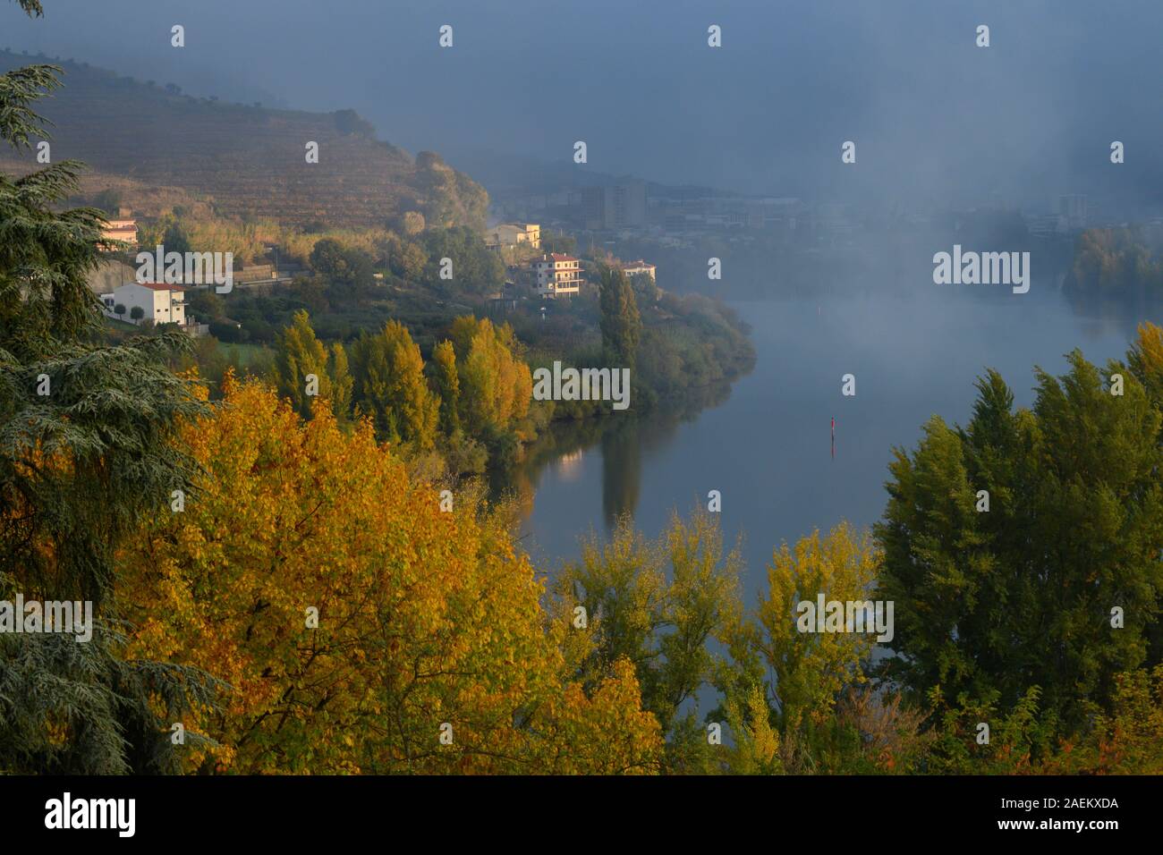 In autunno gli alberi lungo il fiume Douro, Lamego comune, distretto di Viseu, Valle del Douro, il nord del portogallo, portogallo Foto Stock