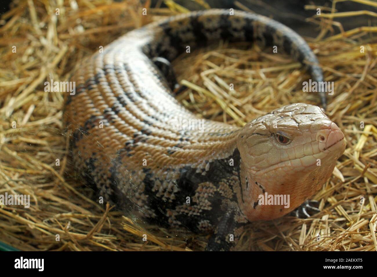 Lizard's farm in Thailandia. Essi sono molto amichevoli in più rispetto al selvatico. La maggior parte di loro sono colorati. Foto Stock