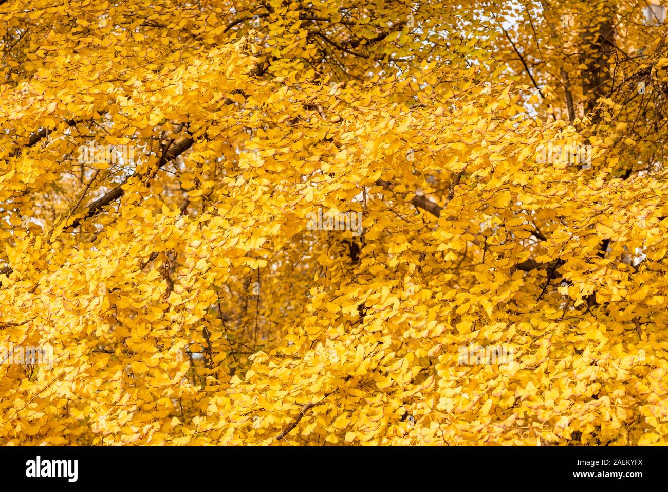 Gingko alberi con foglie di giallo in autunno sfondo in Chengdu, nella provincia di Sichuan, in Cina Foto Stock