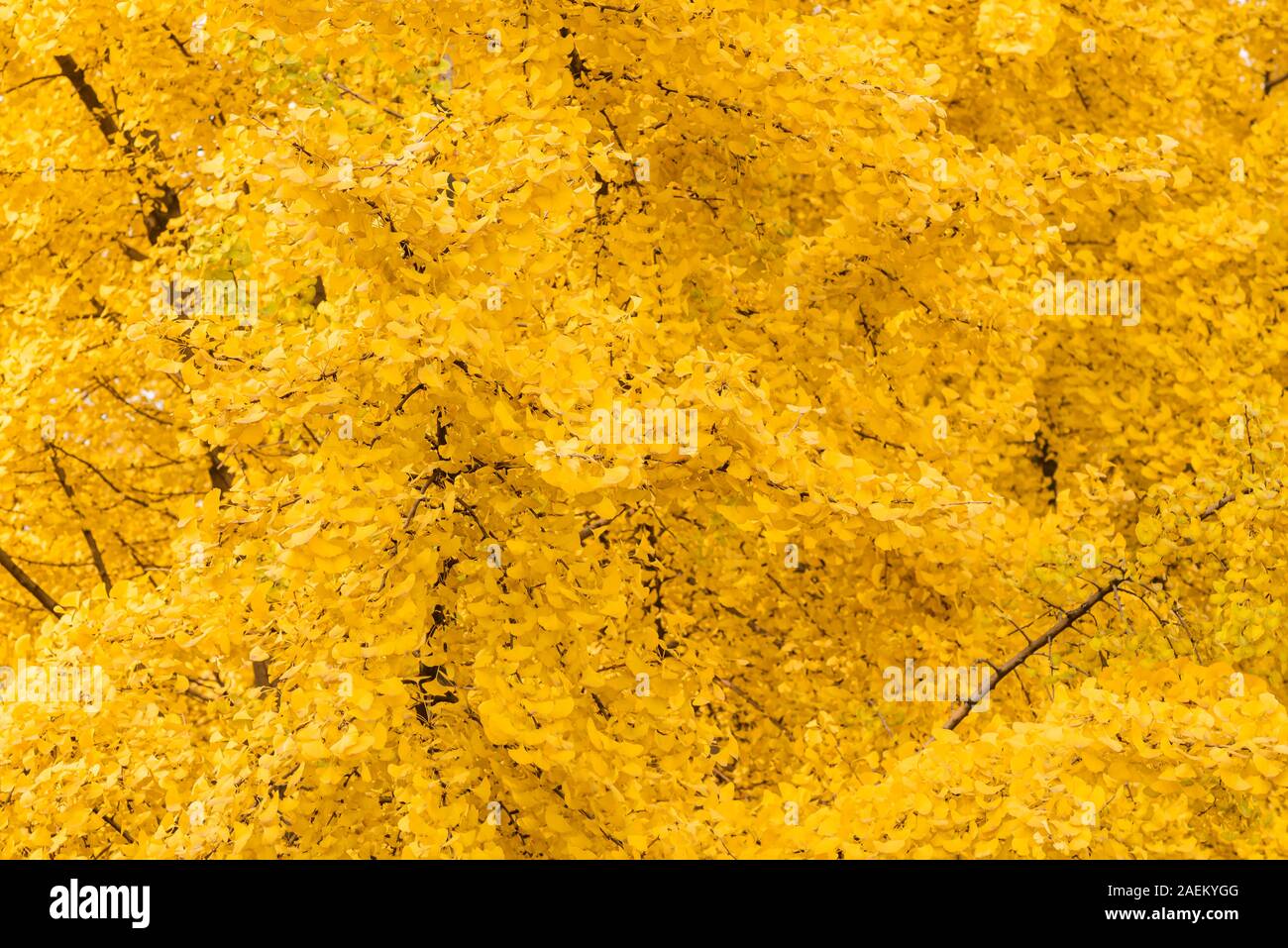 Gingko alberi con foglie di giallo in autunno sfondo in Chengdu, nella provincia di Sichuan, in Cina Foto Stock