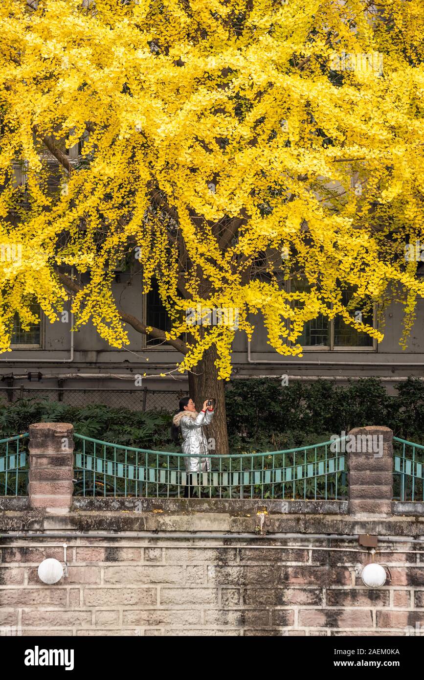 Chengdu, nella provincia di Sichuan, in Cina - Dicembre 1, 2019 : giovane donna di scattare le foto di foglie di giallo su gingko alberi con il suo smartphone dalla Jinjiang fiume a Jinli ZhongLu street in autunno. Foto Stock