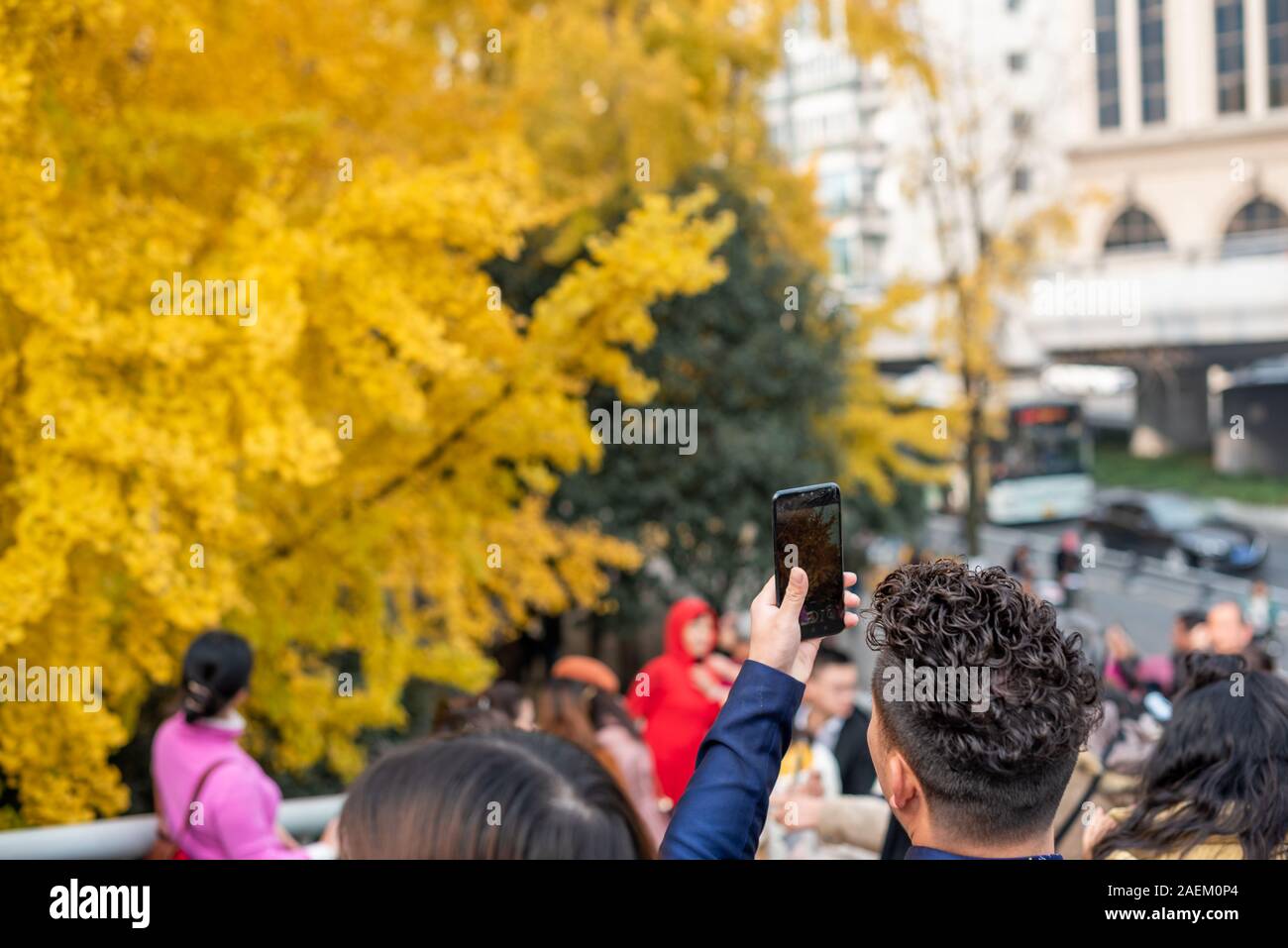 Chengdu, nella provincia del Sichuan, Cina - 8 Dicembre 2019 : giovane uomo prendendo le foto di foglie di giallo su gingko alberi con il suo smartphone dalla Jinjiang fiume a Jinli ZhongLu street in autunno. Foto Stock