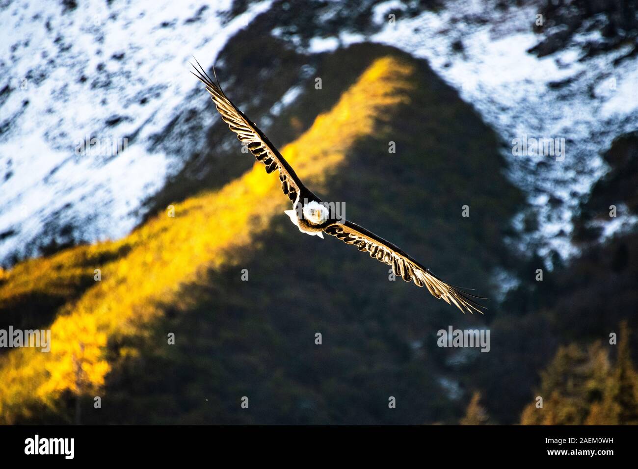 Un aquila calva vola in Alaska. Foto Stock