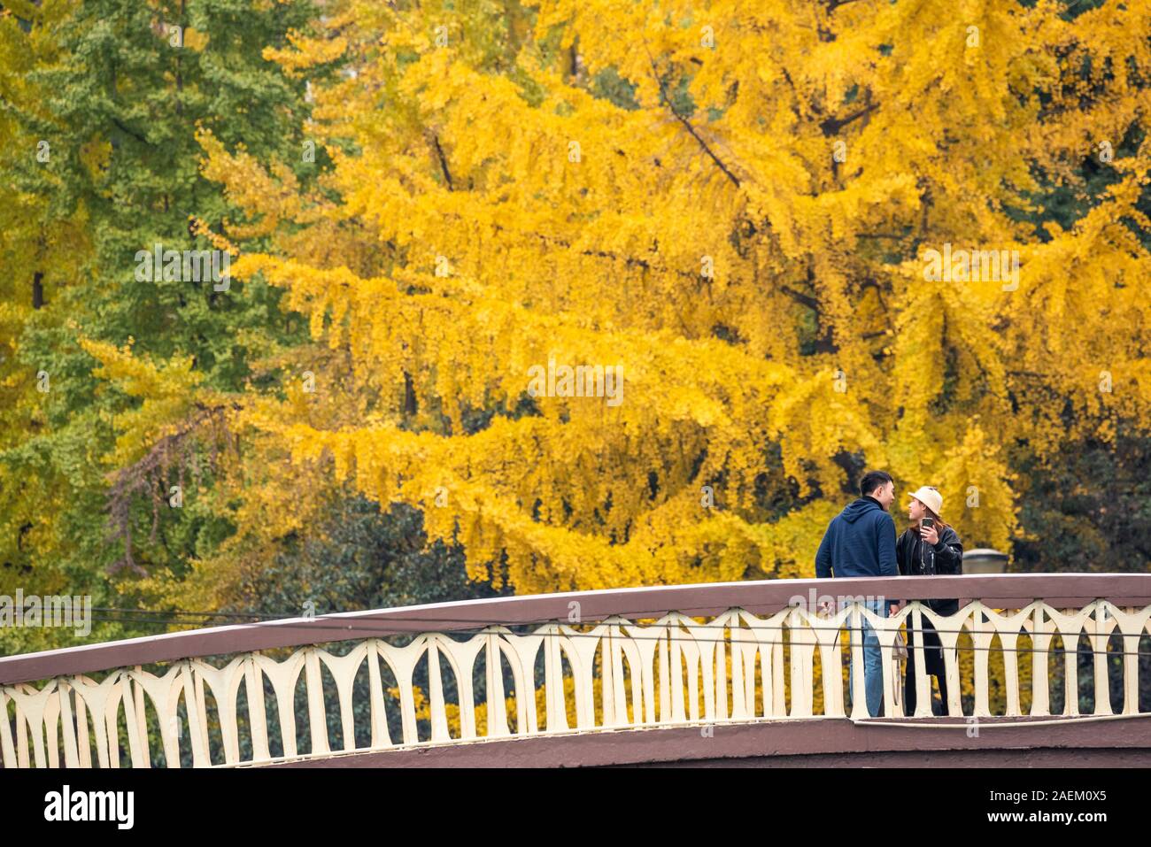 Chengdu, nella provincia di Sichuan, in Cina - Dicembre 1, 2019 : Coppia giovane in piedi su un ponte dalla Jinjiang fiume a Jinli ZhongLu street in autunno con foglie di giallo su alberi di gingko in background. Foto Stock