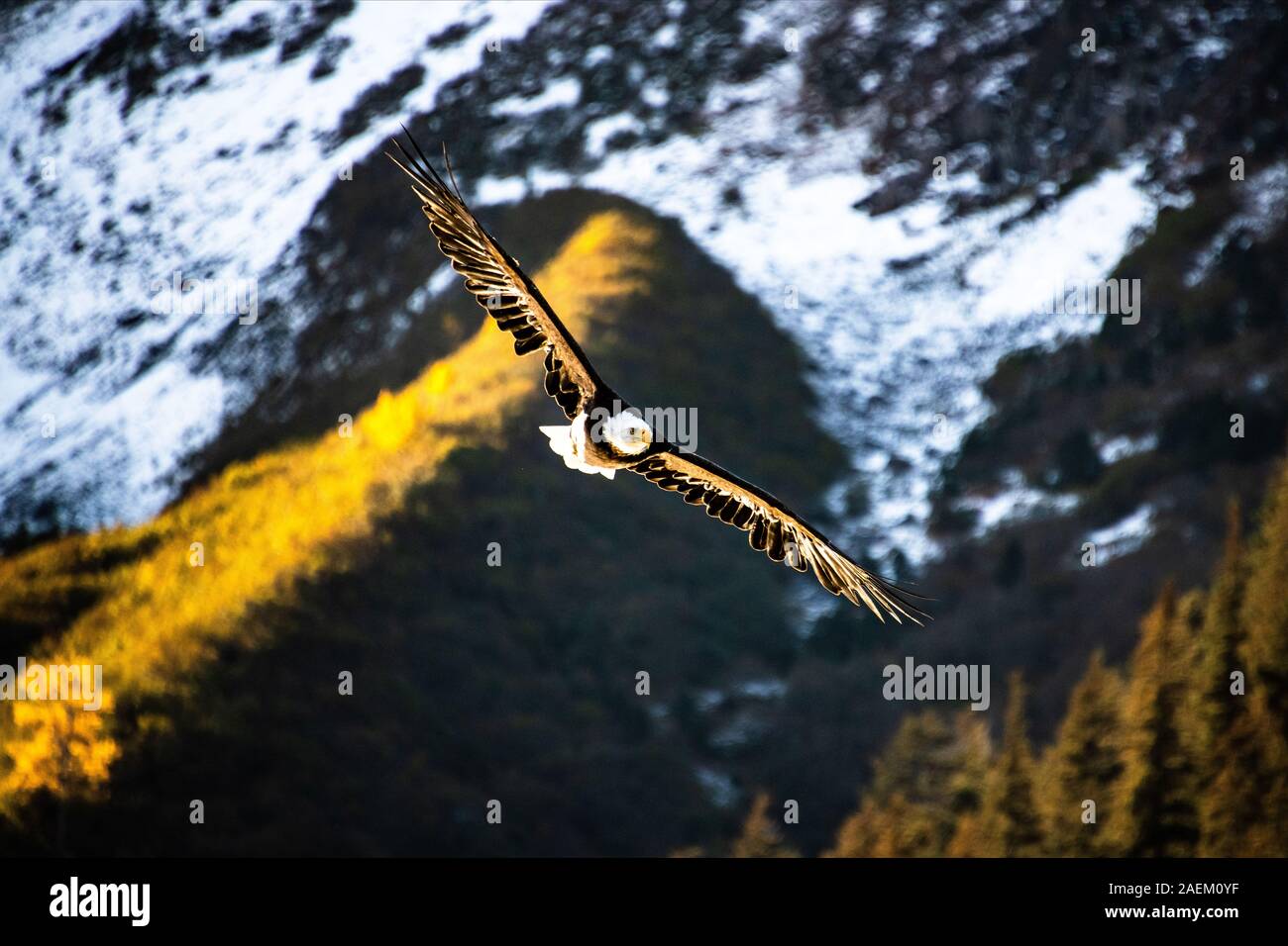 Un aquila calva vola in Alaska. Foto Stock