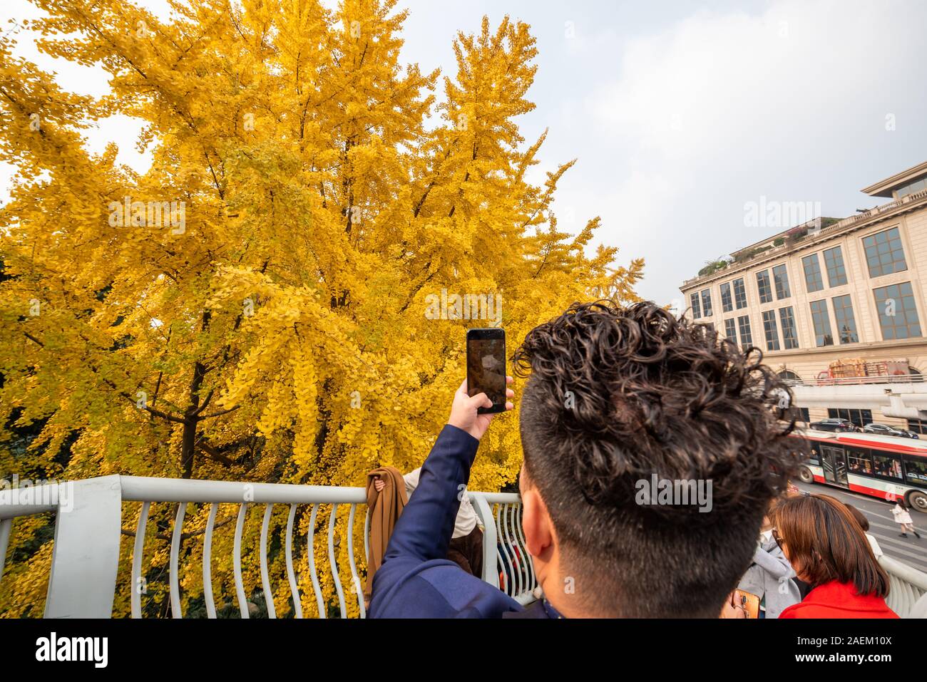 Chengdu, nella provincia del Sichuan, Cina - 8 Dicembre 2019 : giovane uomo prendendo le foto di foglie di giallo su gingko alberi con il suo smartphone dalla Jinjiang fiume a Jinli ZhongLu street in autunno. Foto Stock